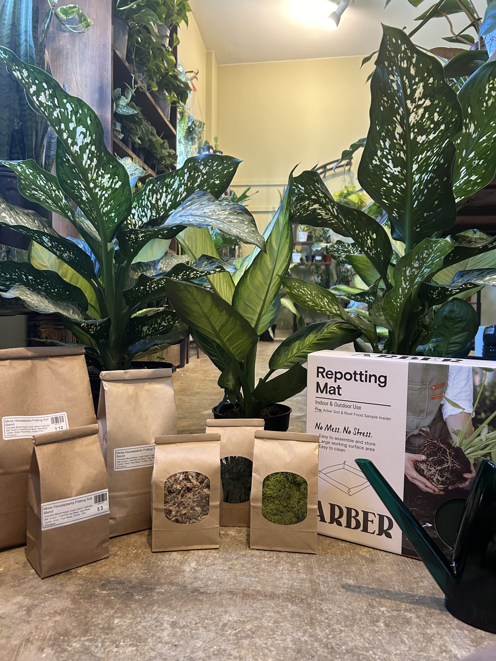 Boulder's New Plant Shop! - Moss Houseplants